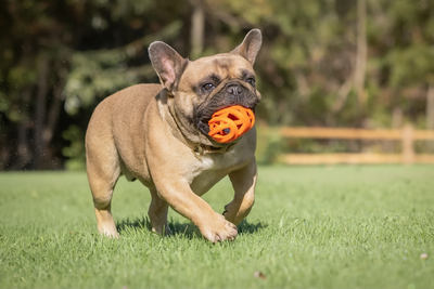 Chuckit Breathe Right Football