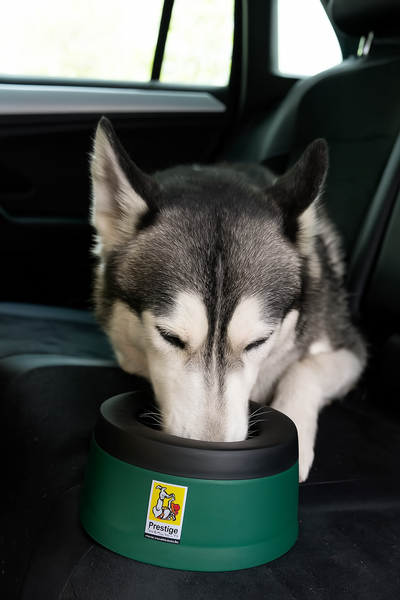 Road Refresher Drinking Bowl for on the Road Green