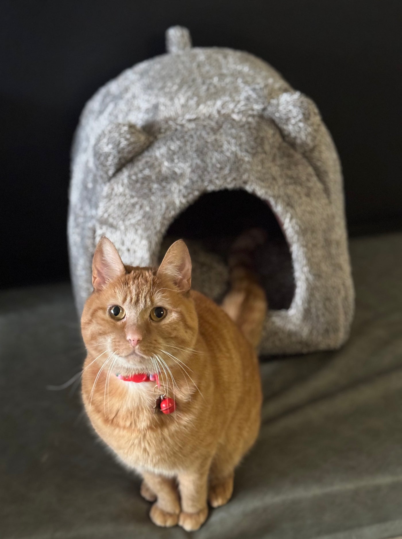 Cat basket Igloo Teddy Brown