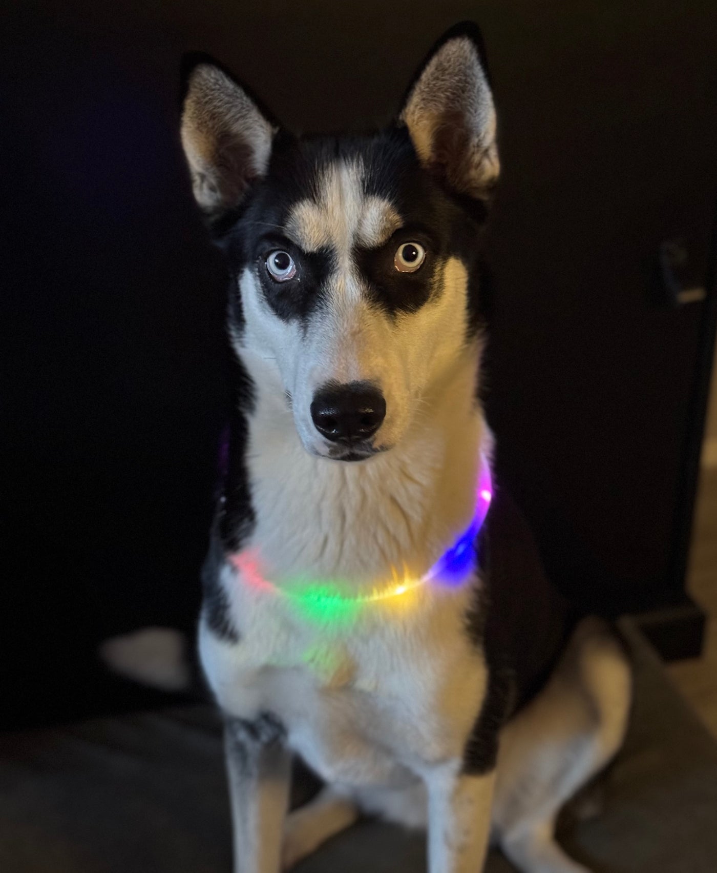Luminous Collar Multicolor