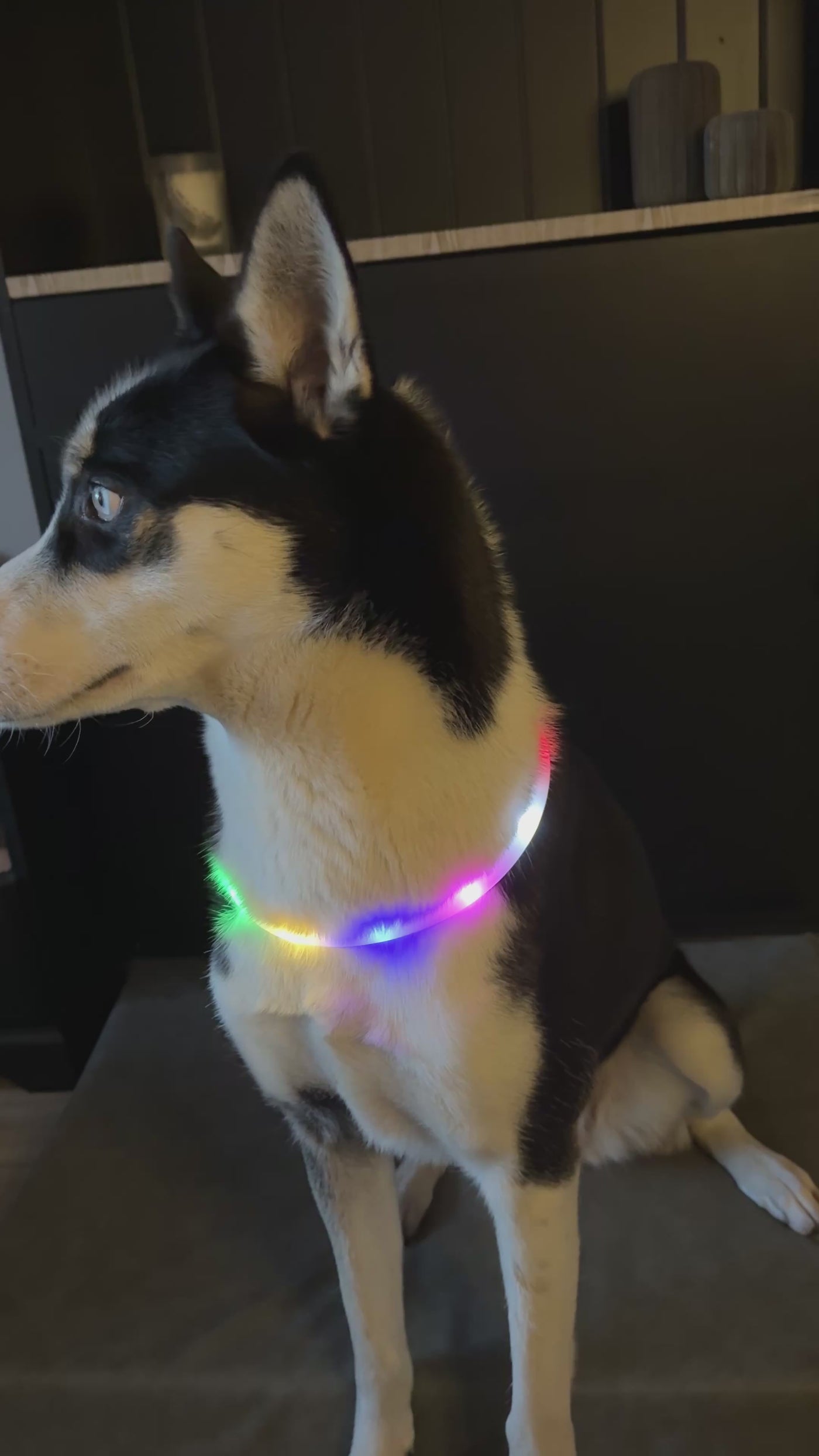 Luminous Collar Multicolor